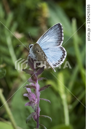 Chalkhill Blue butterfly perched at top of purple flower 130426886