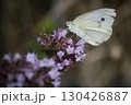 Brimstone butterfly on purple flower 130426887