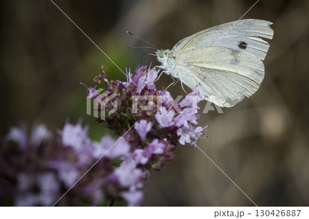 Brimstone butterfly on purple flower 130426887