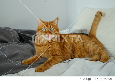 window, reflection, sad, waiting, home, alone, lonely, ginger cat, orange cat, adult cat, animal, adorable, golden, ginger, pet, fluffy, domestic, cute, green eyes, indoors, red cat, cat, cute cat, ad 130426896