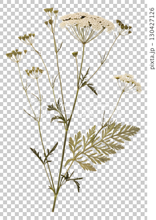 Pressed wildflower specimen isolated, botanical study with delicate petals and stems, vintage herbarium Pressed wildflower specimen isolated, botanical study with delicate petals and stems, vintage herbarium 130427126