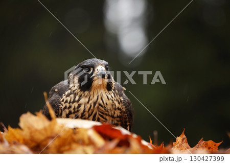 Peregrine Falcon (Falco peregrinus) bird of prey sittingb in colourfull leaves  with catch during autumn season. Falcon witch killed bird. 130427399