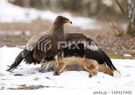 Golden Eagle (Aquila chrysaetos), bird of prey with killed red fox on the ground, winter scene with raptor and prey on snow 130427400