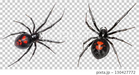 Close-up view of female black widow spider with red hourglass marking, isolated on transparent background Close-up view of female black widow spider with red hourglass marking, isolated on transparent background 130427772