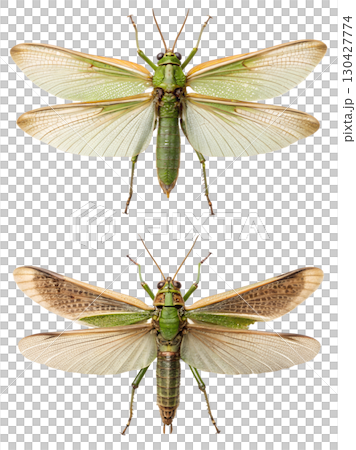 Overhead view of two green grasshoppers, detailed macro insect photography isolated Overhead view of two green grasshoppers, detailed macro insect photography isolated 130427774