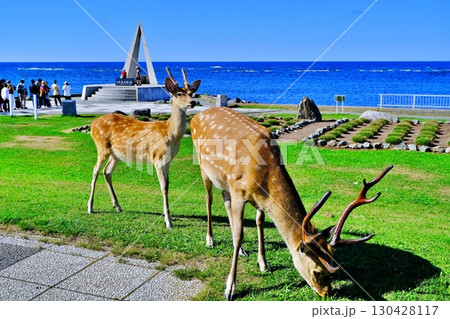 宗谷岬と野生のエゾ鹿 130428117