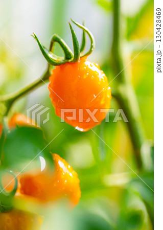 【野菜素材】朝日に照らされる水滴をまとったミニトマト【長野県】 130428469