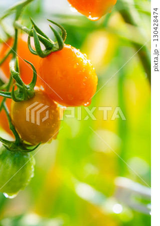 【野菜素材】朝日に照らされる水滴をまとったミニトマト【長野県】 【野菜素材】朝日に照らされる水滴をまとったミニトマト【長野県】 130428474