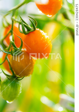 【野菜素材】朝日に照らされる水滴をまとったミニトマト【長野県】 130428475