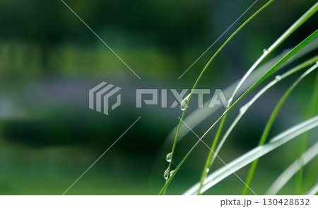 コピースペース：朝露の雫を乗せた草 130428832