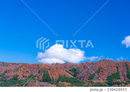 【秋素材】晩秋の白馬村の紅葉の様子と青空【長野県】 130428937