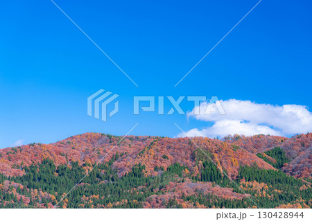 【秋素材】晩秋の白馬村の紅葉の様子と青空【長野県】 130428944