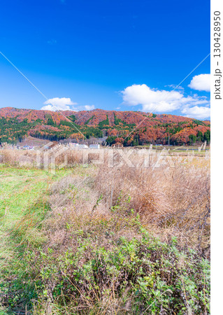 【秋素材】晩秋の白馬村の紅葉の様子と青空【長野県】 【秋素材】晩秋の白馬村の紅葉の様子と青空【長野県】 130428950