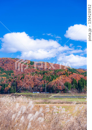 【秋素材】晩秋の白馬村の紅葉の様子と青空【長野県】 130428952