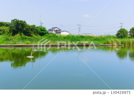 千葉県松戸市まこも池緑地周辺2025年8月 千葉県松戸市まこも池緑地周辺2025年8月 130428975