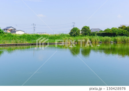 千葉県松戸市まこも池緑地周辺2025年8月 千葉県松戸市まこも池緑地周辺2025年8月 130428976
