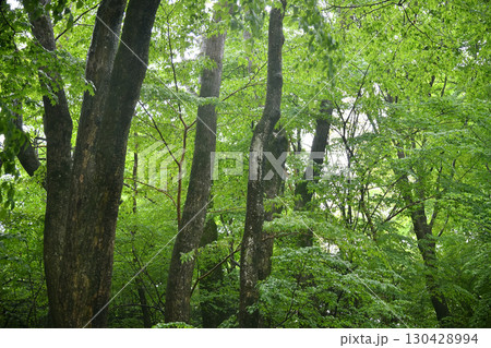 森　森林 130428994