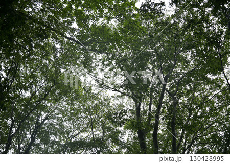 森　森林 130428995