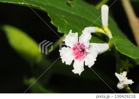 ヘコソカズラの花 130429218