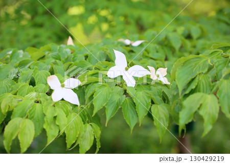 ヤマボウシの花 ヤマボウシの花 130429219