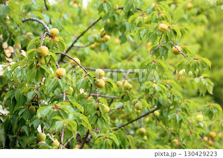 アンズの実　ゴールチャート 130429223