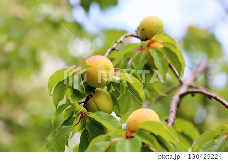 アンズの実　ゴールチャート 130429224