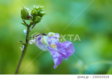 ツリフネソウの花 ツリフネソウの花 130429328