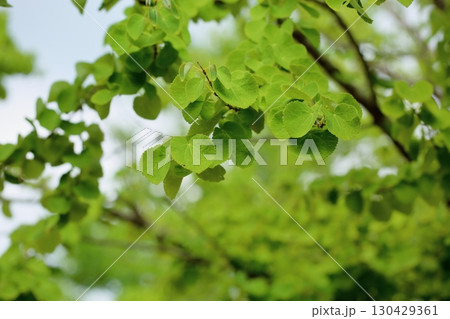 爽やか　新緑　カツラの葉 130429361