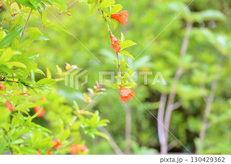 可愛い　ザクロの花 130429362