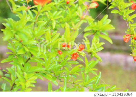 可愛い ザクロの花 可愛い ザクロの花 130429364