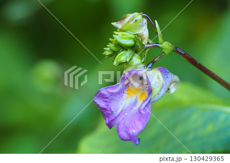 ツリフネソウの花 ツリフネソウの花 130429365