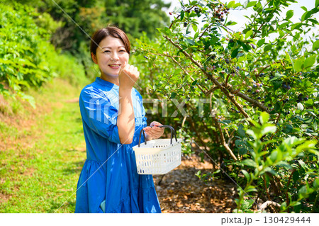 農園でブルーベリーを摘み取るミドル女性 130429444