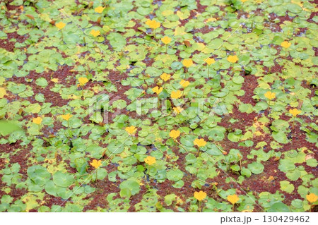 池の花 アサザ 池の花 アサザ 130429462
