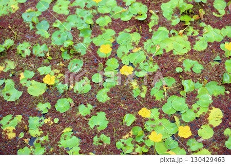 池の花　アサザ 130429463