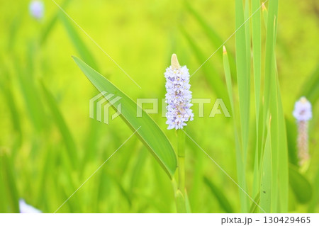 爽やか ポンテデリアの花 爽やか ポンテデリアの花 130429465