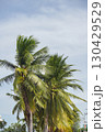 Coconut trees in Asia are useful and have hard fruits with sweet, fragrant water. 130429529