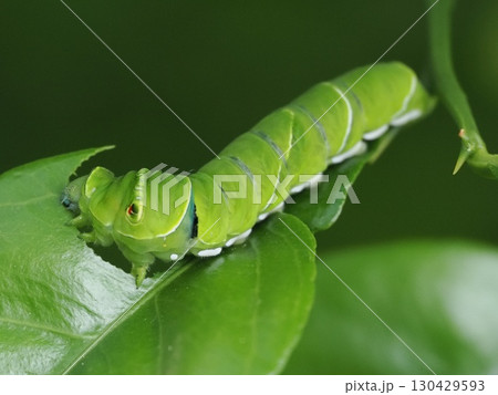 みかんの葉を食べるアゲハチョウの幼虫 みかんの葉を食べるアゲハチョウの幼虫 130429593