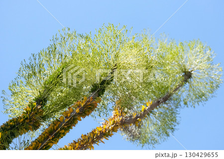 Blooming Madagascar ocotillo (lat.- Alluaudia procera) 130429655