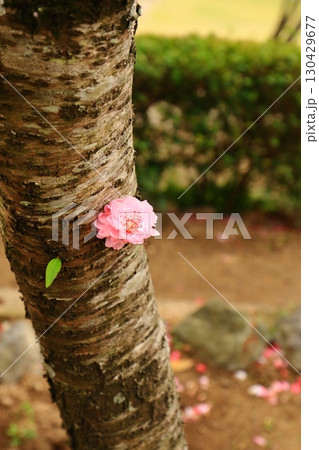 幹に咲くハナモモの花 130429677