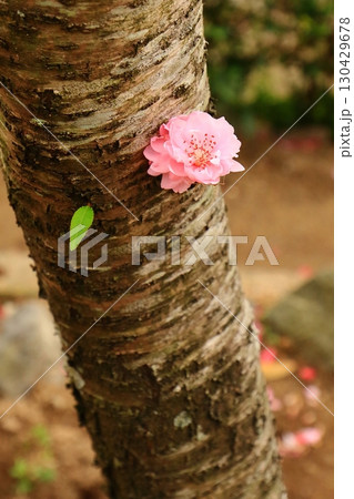幹に咲くハナモモの花 130429678