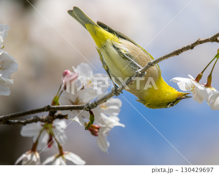 桜とメジロ・サクジロー 130429697