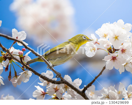 桜とメジロ・サクジロー 130429699