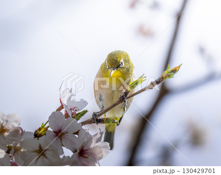 桜とメジロ・サクジロー 130429701