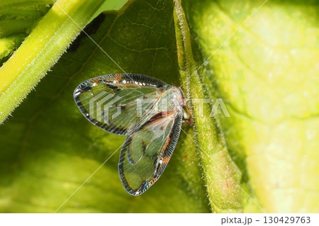スケバハゴロモ スケバハゴロモ 130429763