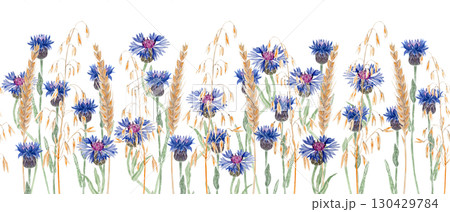 Blue cornflowers, golden wheat and oat ears. Seamless watercolor border on white. Rustic wildflower design, perfect for country style wedding invitations, fabric patterns, eco packaging, summer decor 130429784