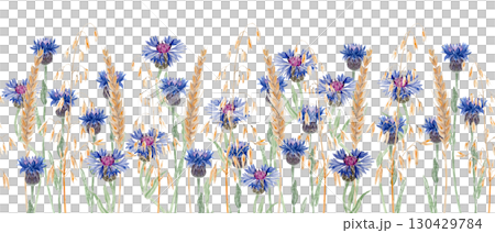Blue cornflowers, golden wheat and oat ears. Seamless watercolor border on white. Rustic wildflower design, perfect for country style wedding invitations, fabric patterns, eco packaging, summer decor 130429784