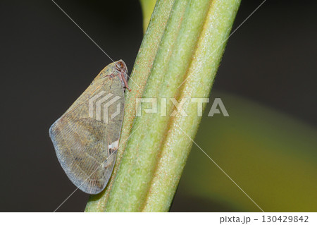 アミガサハゴロモ 130429842