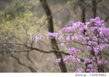 春の山で花を咲かせるミツバツツジ 130429862