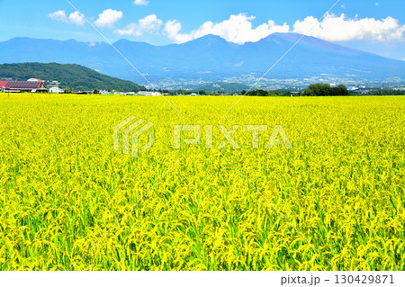 五郎兵衛新田より浅間山方面を望む(長野県佐久市)【2025.9】 130429871