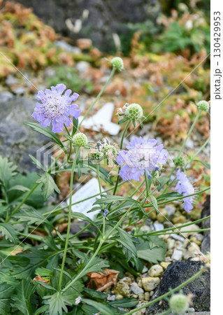 エゾマツムシソウ Scabiosa jezoensis エゾマツムシソウ Scabiosa jezoensis 130429953